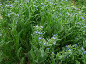 Anchusa arvensis